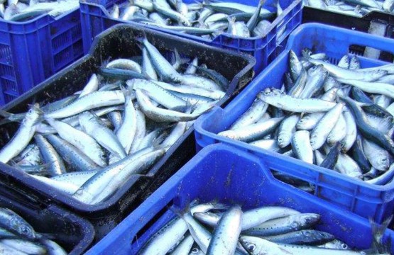 The Sardine Run is the greatest shoal on earth right here on the South Coast of KwaZulu-Natal