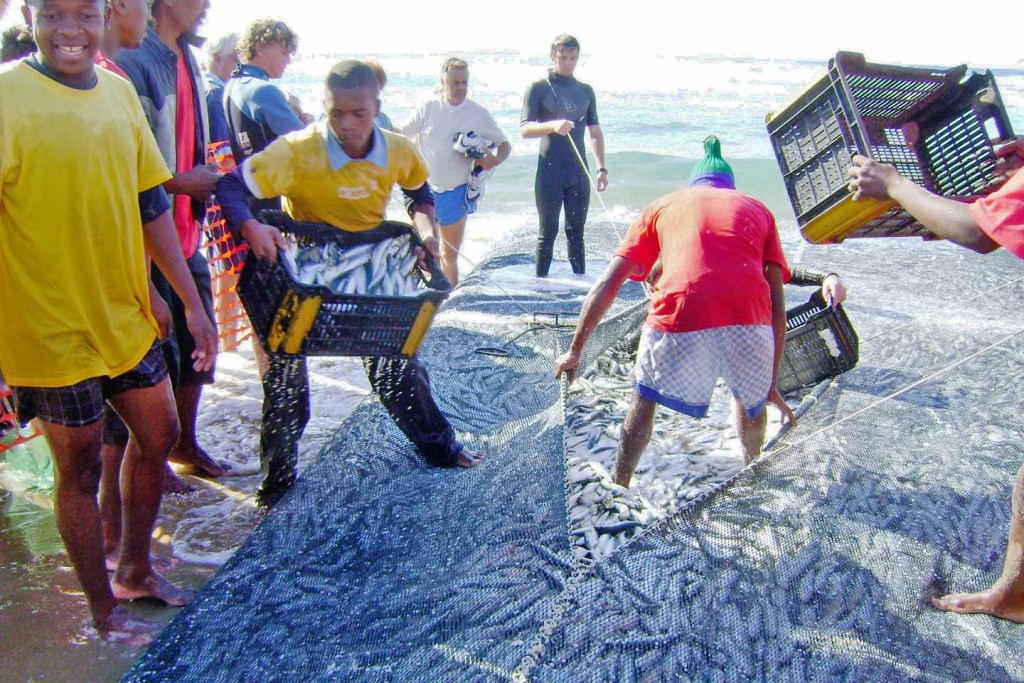 Netting Sardines during the annual Sardine Run on the South Coast of KwaZulu Natal.