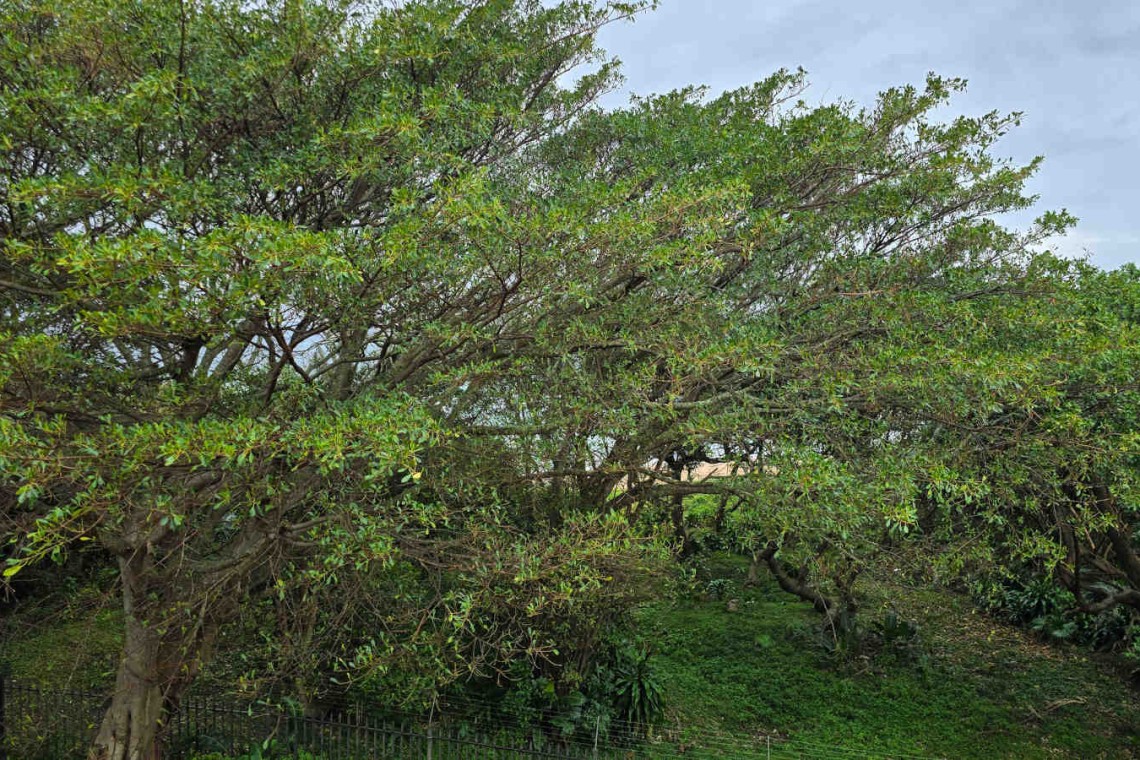 The sea view through the trees from Portofino 15 an eight sleeper seafront holiday homes in Shelly Beach.