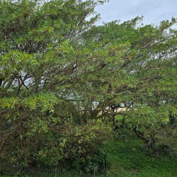 The sea view through the trees from Portofino 15 an eight sleeper seafront holiday homes in Shelly Beach.